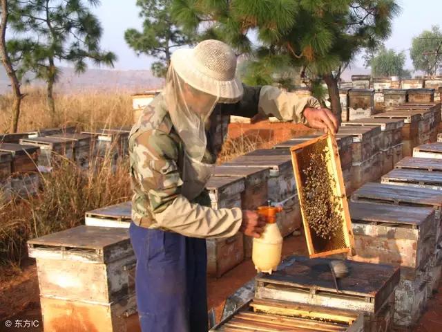 探索白垩病前沿：揭秘最新高效的防治策略与技巧