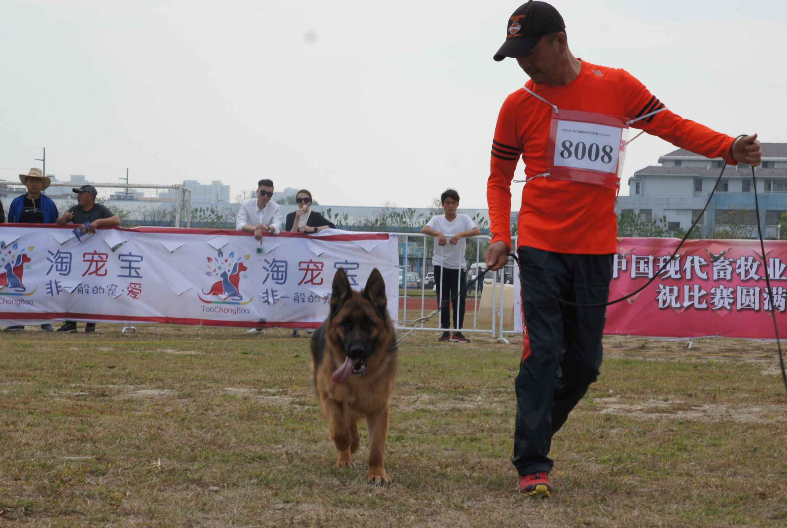 “谁是新一届赛场霸主：最新级别德国牧羊犬大赛冠军揭晓！”